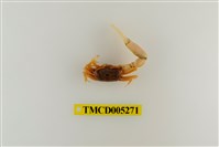 藏品(糾結南方招潮蟹)的圖片